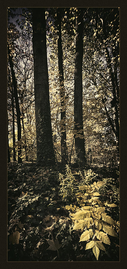 Nature Photograph - Arboretum Foliage by Robert Fawcett
