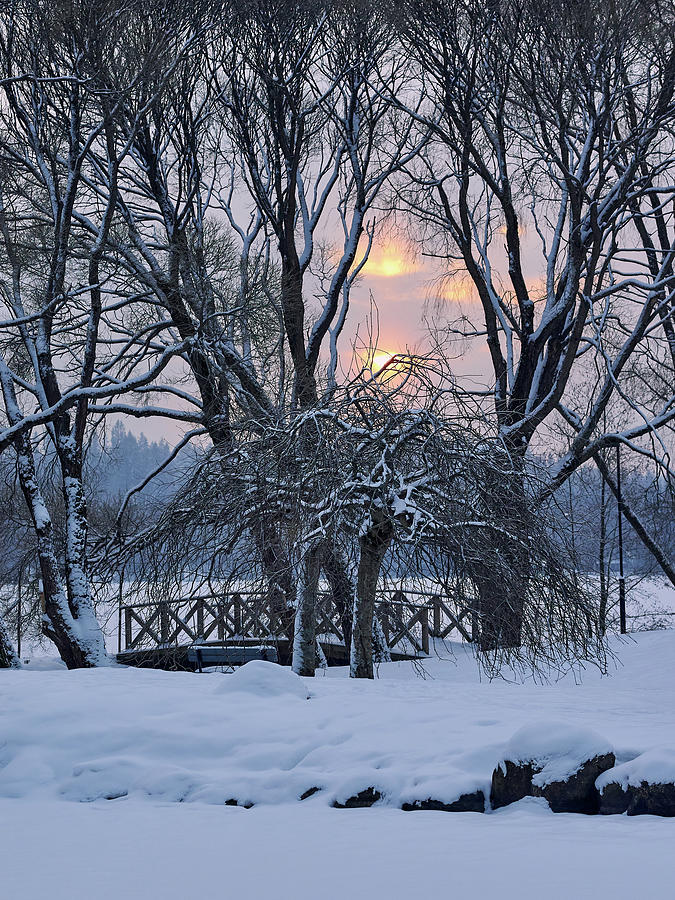 Arboretum sunset Photograph by Jouko Lehto
