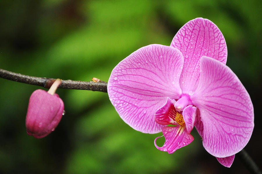 Arboretum Tropical House Orchid Photograph by Kyle Hanson