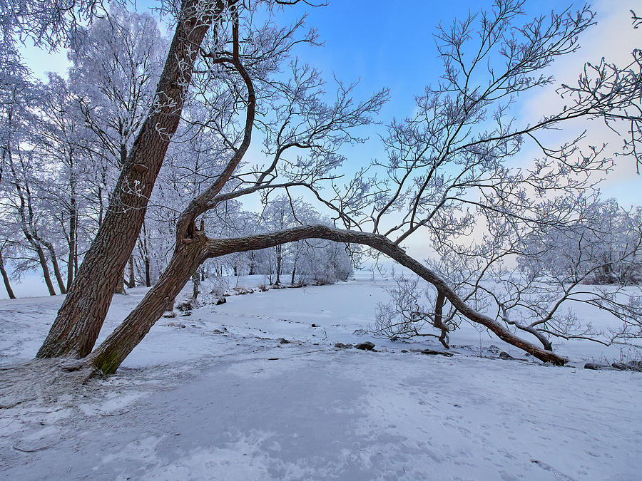 Arboretum winter Photograph by Jouko Lehto