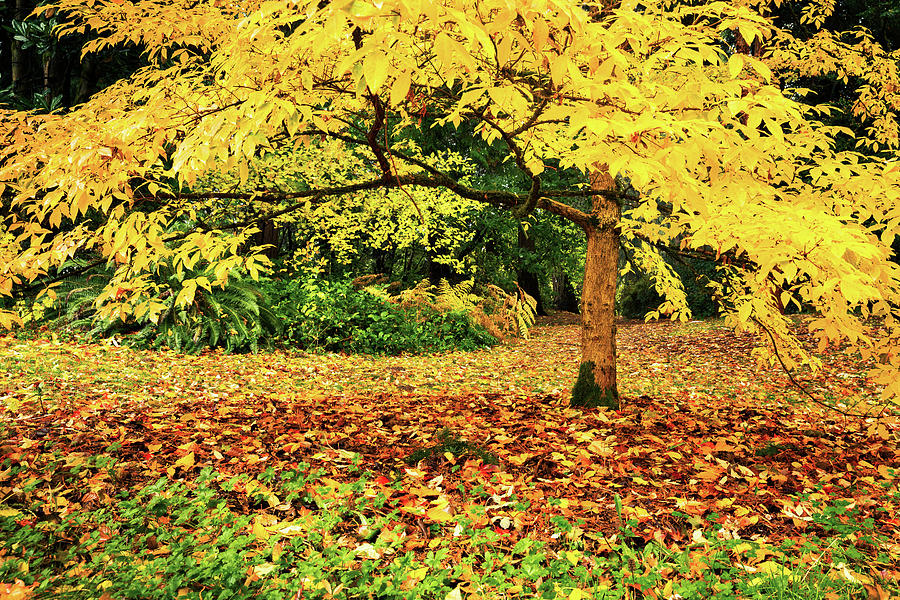 Arboretum Yellow Photograph by Mihai Andritoiu