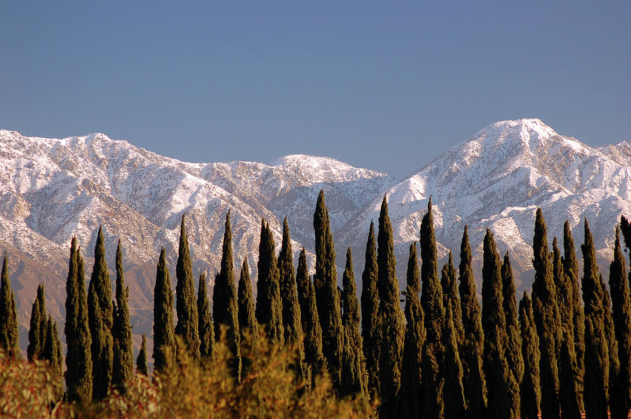 Arborvitae And Snow Capped Mountains Photograph