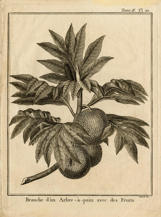 Arbre aPain Breadfruit branch Drawing by Thomas Walsh