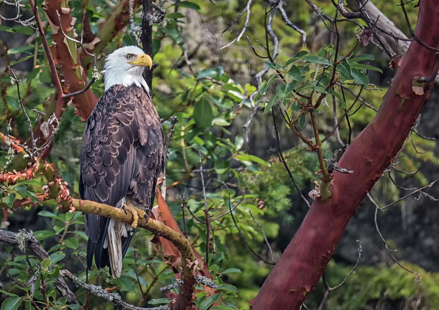 Eagle Photograph - Arbutus Eagle by Randy Hall