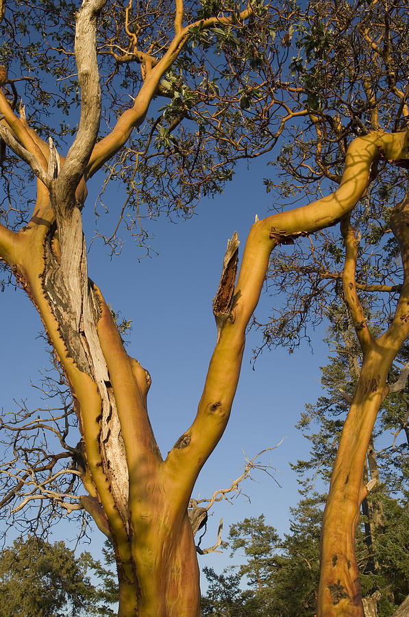 Arbutus Tree at Roesland Photograph by Kevin Oke