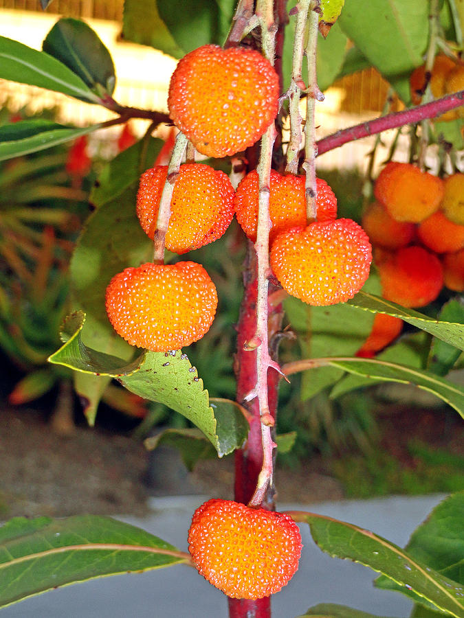 Arbutus Unedo Fruits Photograph by Robert Meyers-Lussier