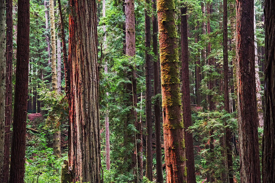 Redwood National Park Photograph - Arcata Forest by Art Wager