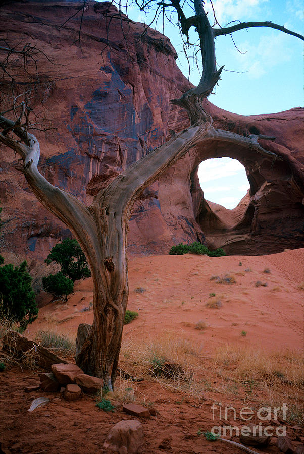 Arch and Tree Photograph by Wernher Krutein