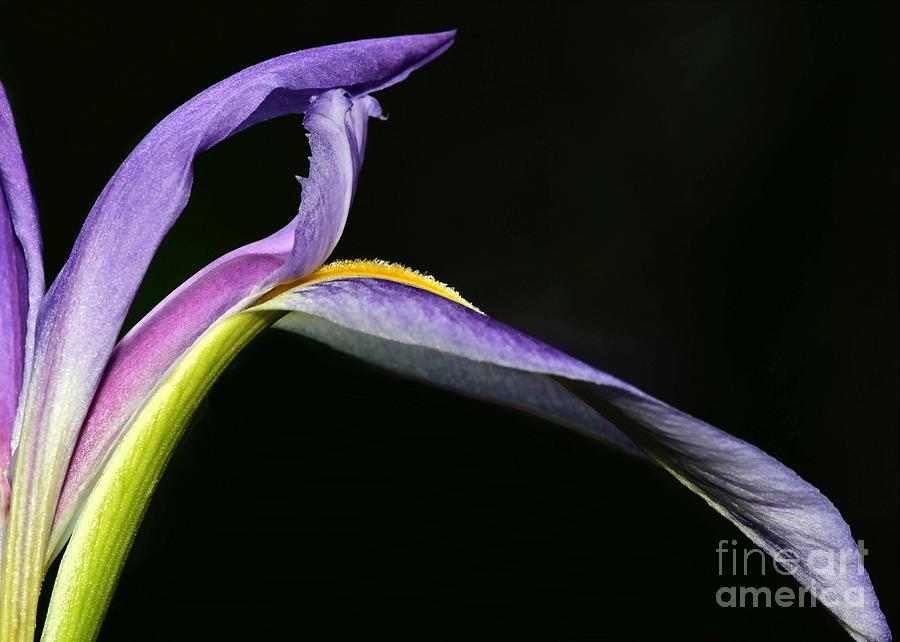 Arch of an Iris Photograph by Sabrina L Ryan