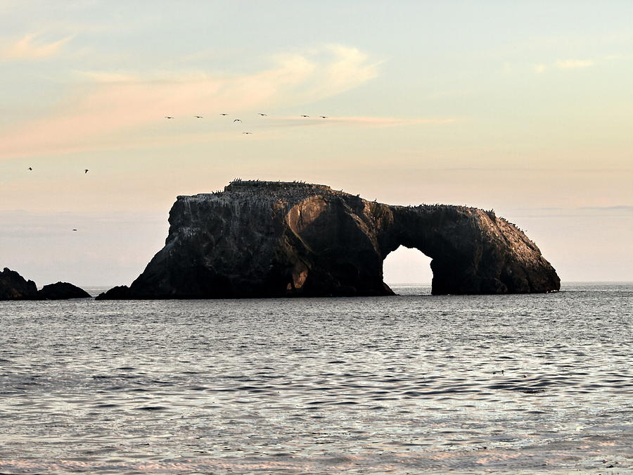 Arch Rock and Seabirds Photograph by Richard Thomas