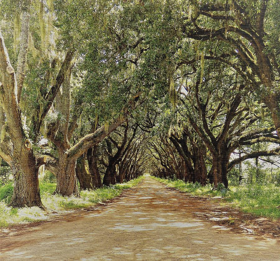 Oak Trees Digital Art - Arch Way Of Old Oak Trees by Deborah Chase Oak Trees Digital Art - Arch Way Of Old Oak Trees by Deborah Chase