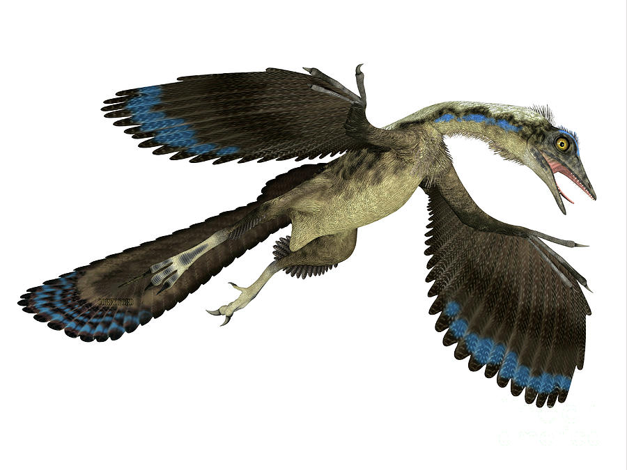 Archaeopteryx Reptile in Flight Digital Art by Corey Ford