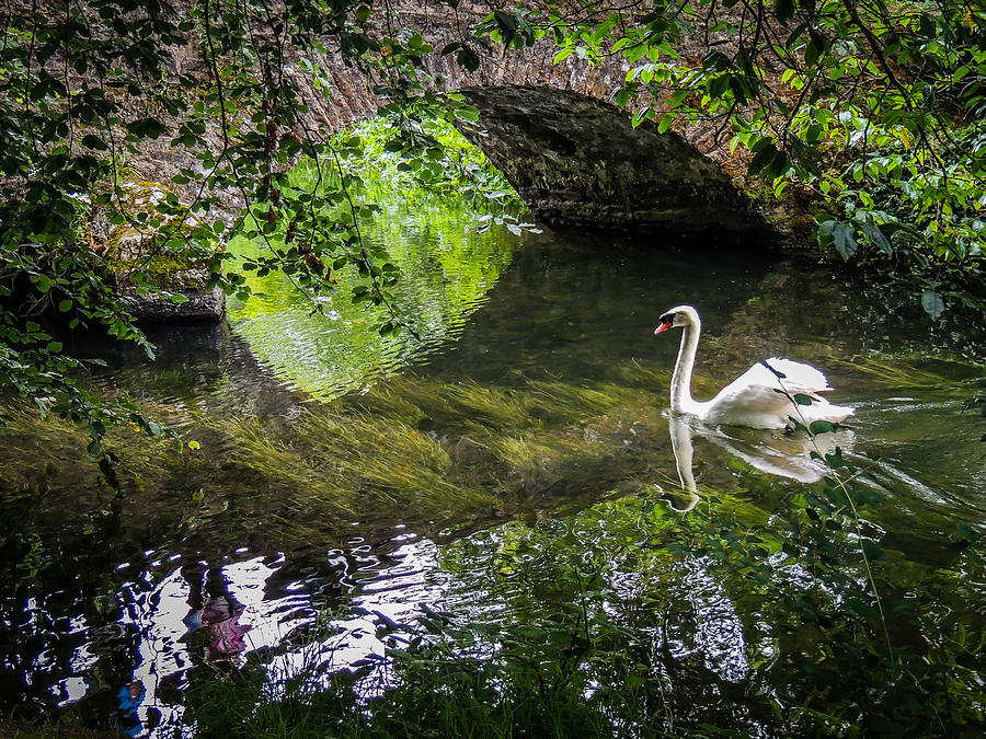 Arched Bridge and Swan at Doneraile Park Photograph by James Truett