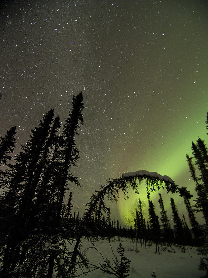 Arched Spruce Aurora Photograph by Ian Johnson