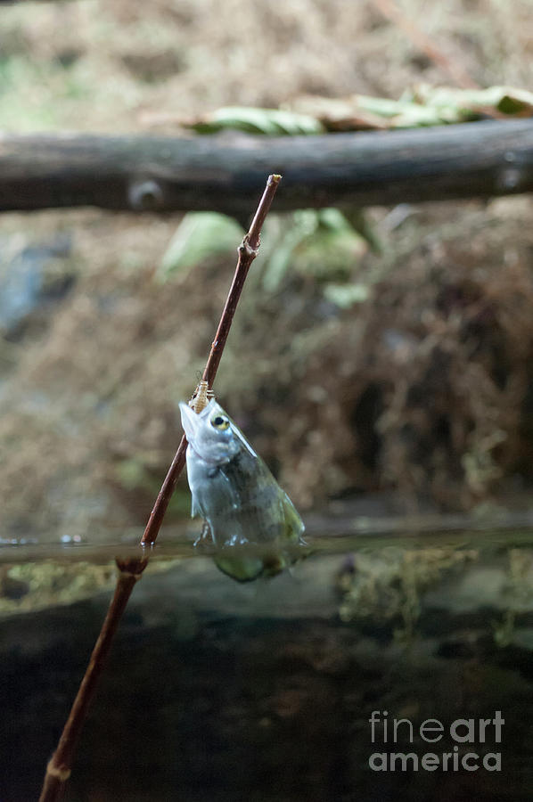 Archer fish jumping out of the water to prey on insect Photograph