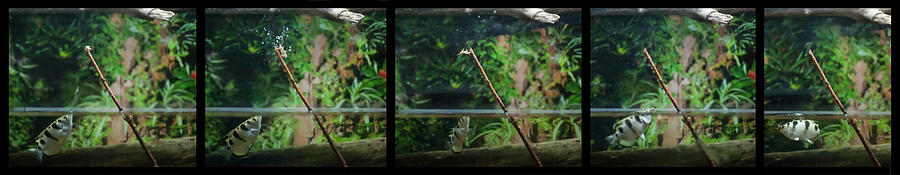Archer fish preying on crickets Photograph by Dan Friend