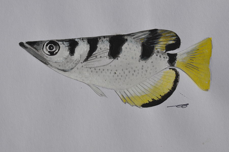 Archerfish Painting by Eduard Meinema