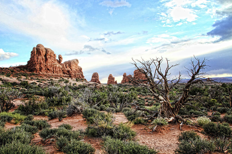 Arches Narly tree Photograph by Sissy Schneiderman - Fine Art America