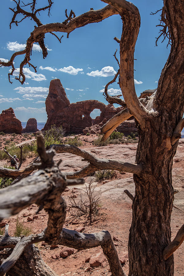 Arches National Park Double Arch and Tree Color  Photograph by John McGraw