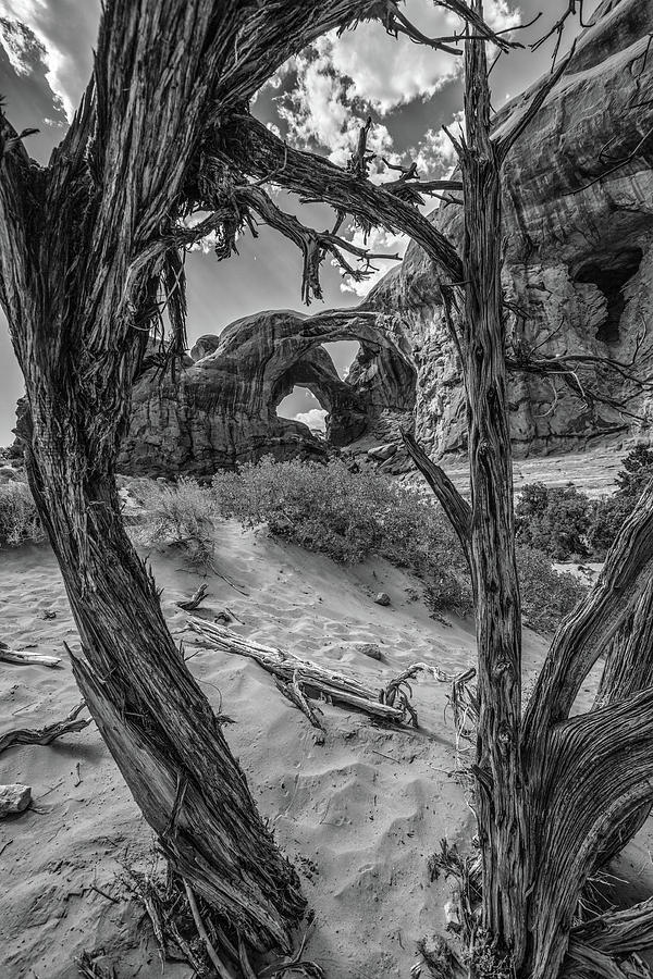 Arches National Park Double Arches and Tree Photograph by John McGraw