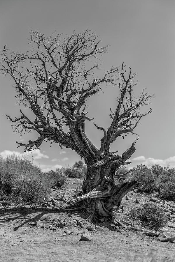 Arches National Park The Tree Photograph by John McGraw