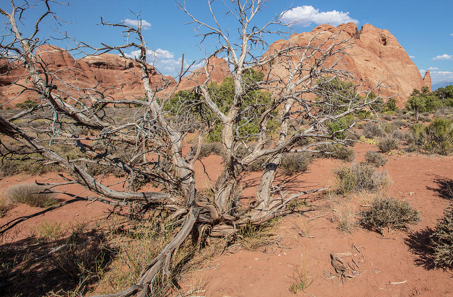 Arches National Park Tree  Photograph by John McGraw