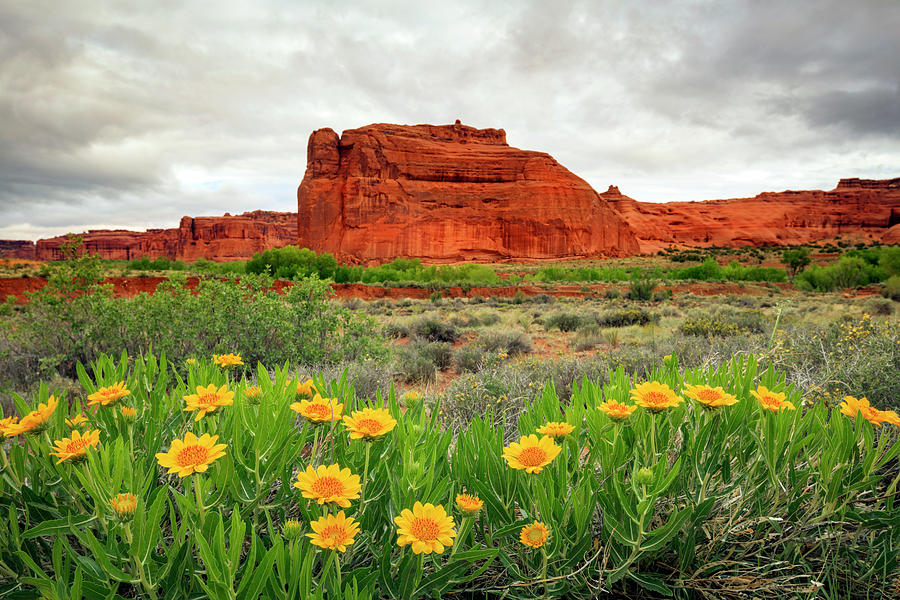Spring Photograph - Arches Wildflowers by Wasatch Light