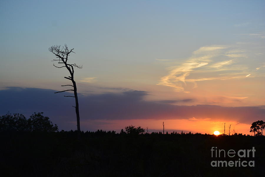 Arching Tree At Sunset Photograph