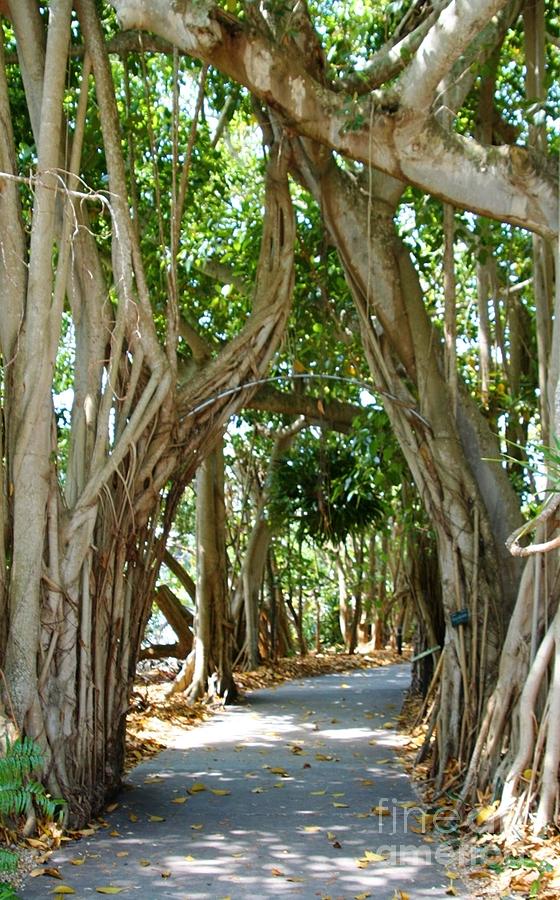 Archway at Selby Gardens Sarasota Florida Photograph by Sheryl Unwin