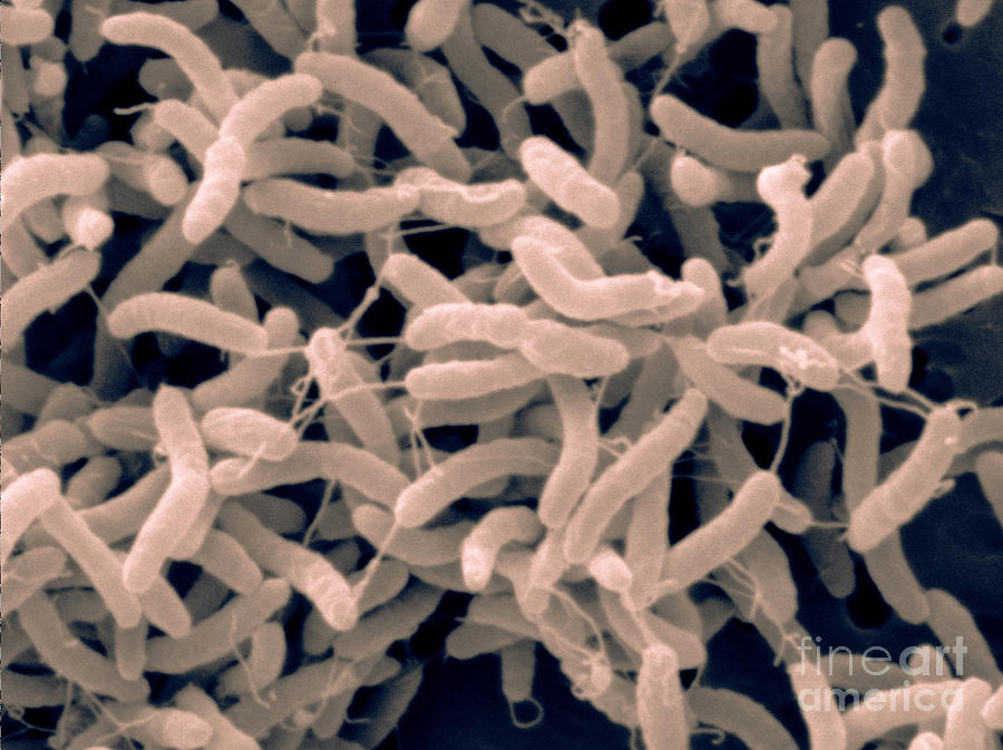 Arcobacter Lanthierii, Sem Photograph by Scimat