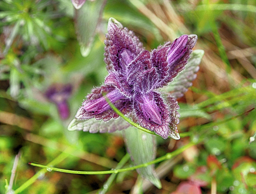 Arctic Bartsia Photograph by C H Apperson