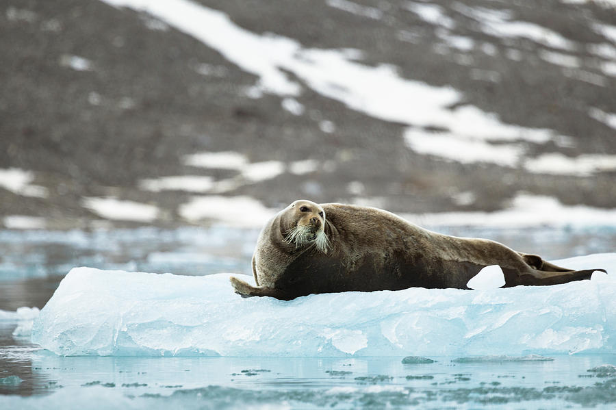 Arctic Bearded Seal Photograph by Lauri Novak