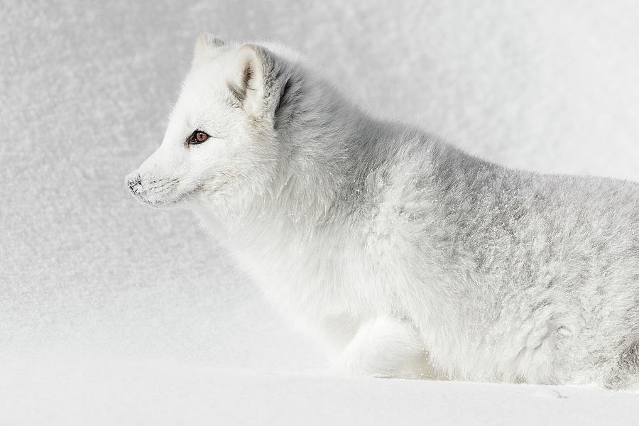 Arctic Camouflage Photograph by Wes and Dotty Weber