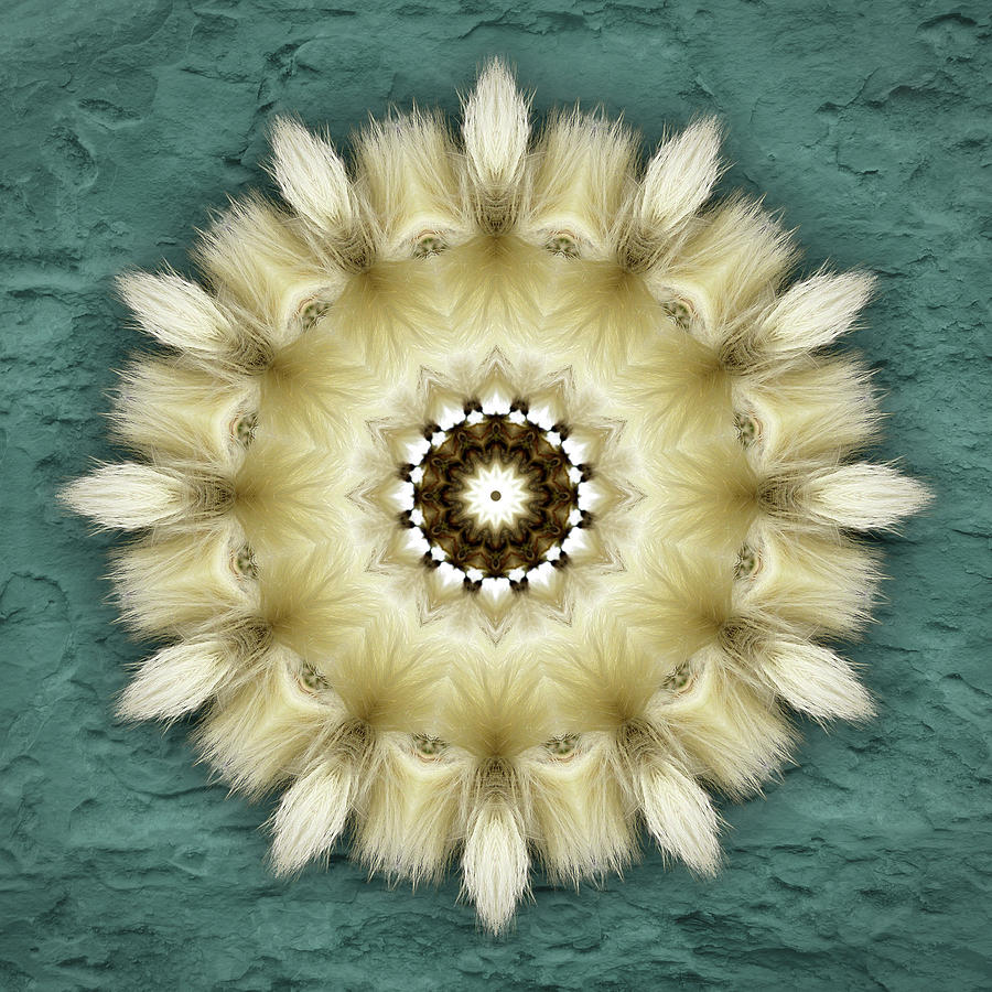 Arctic Cotton Grass Digital Art by Martha Miller