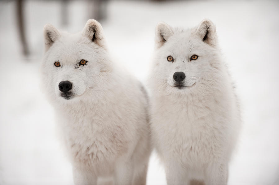 Wolves Photograph - Arctic duet by PNDT Photo