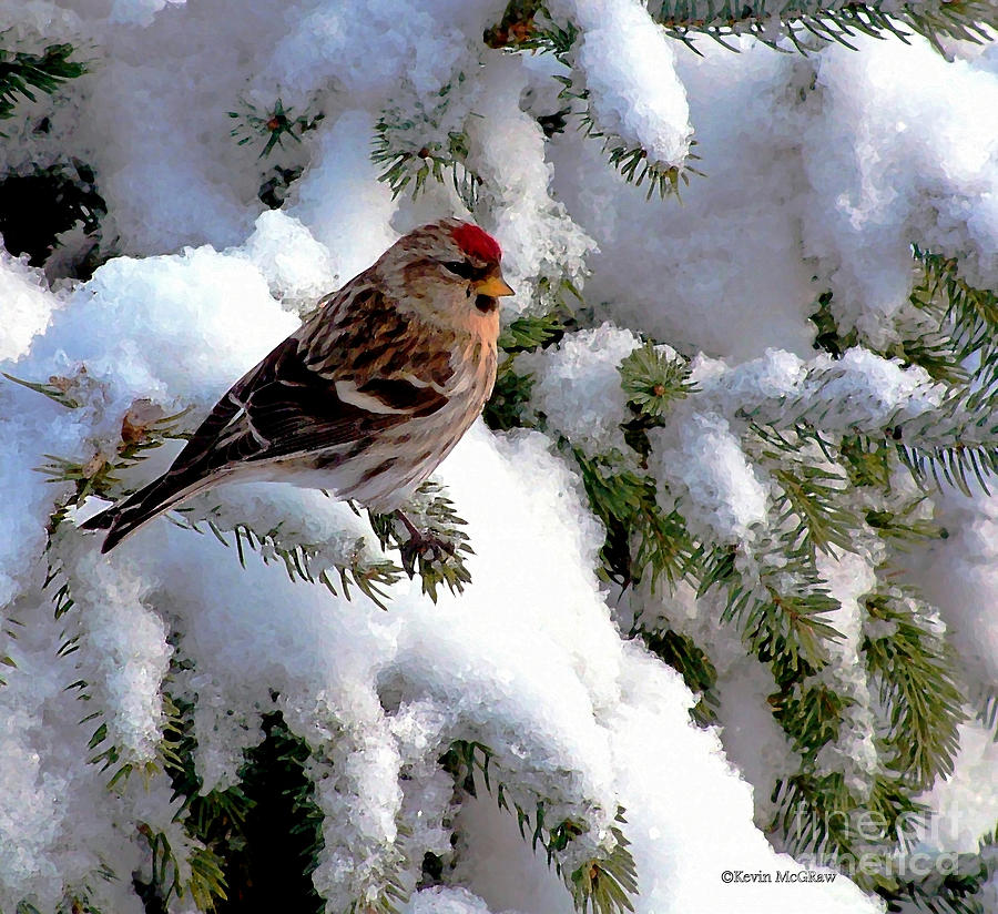 Arctic Finch On Snow Covered Branches Photograph by Pat Davidson