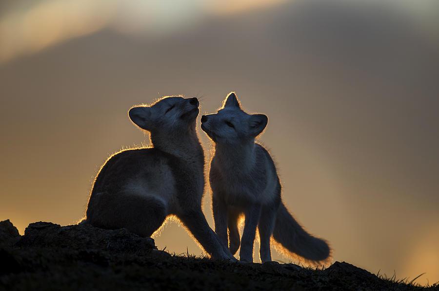 Wildlife Photograph - Arctic Fox by Arne K Mala