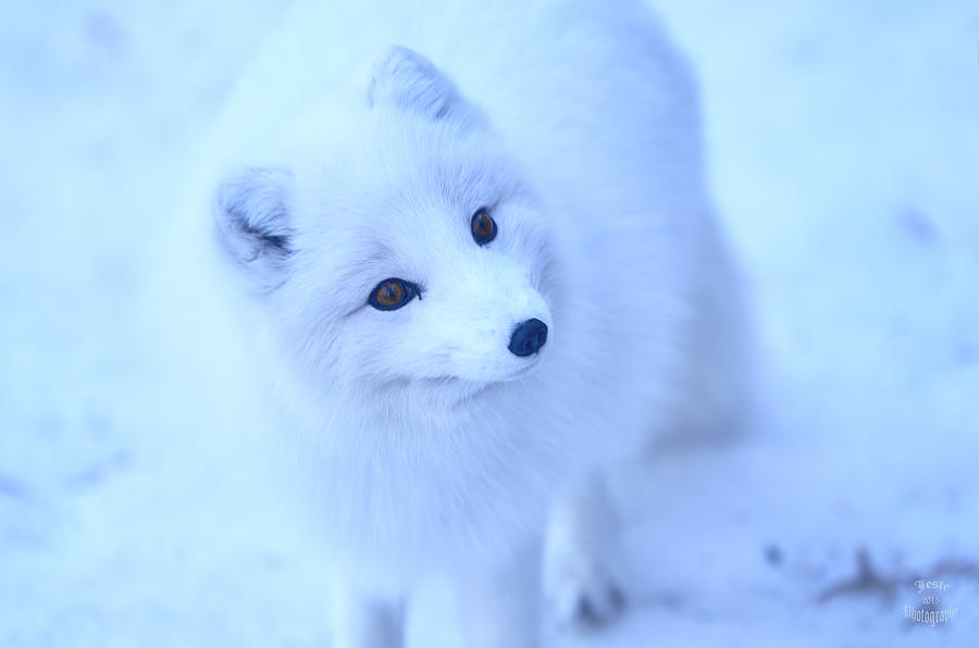 Arctic Fox - Blue Frost Photograph by Steve Cossey - Fine Art America