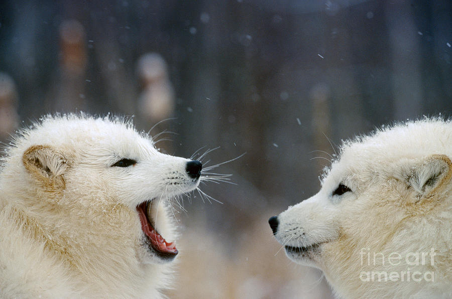 Fox Photograph - Arctic Fox Conversation by Alan Carey