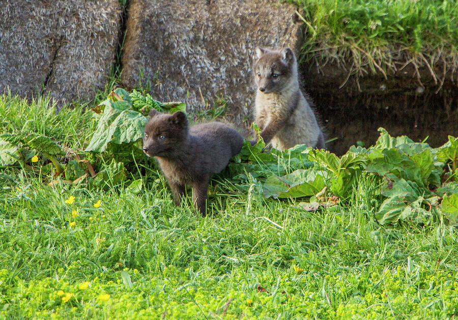 Arctic Fox Cubs Playing in Iceland Photograph by Venetia Featherstone-Witty