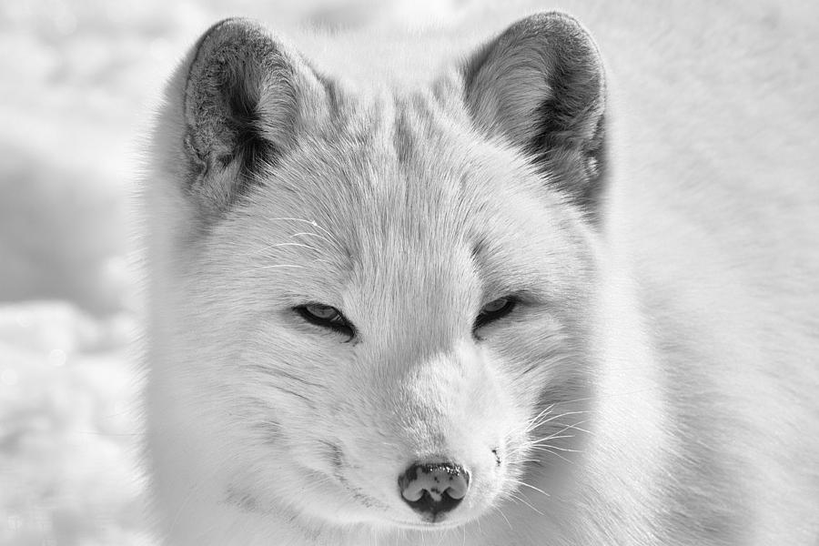 Arctic Fox Photograph by Eunice Gibb