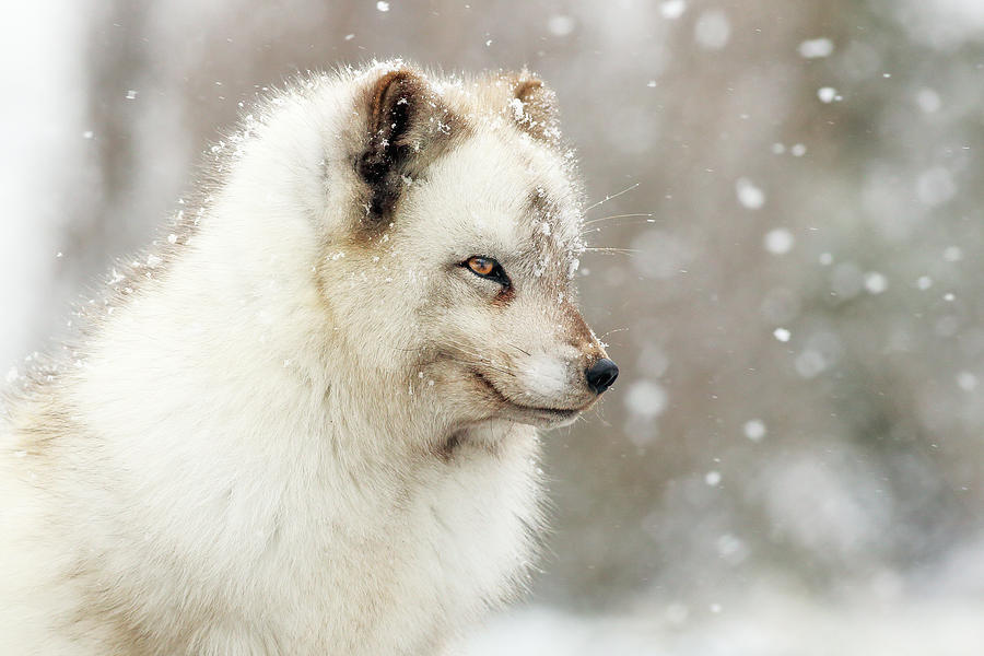 Arctic Fox Photograph by Grant Glendinning