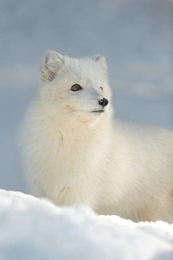 Nature Photograph - Arctic Fox in Winter by Andy Astbury