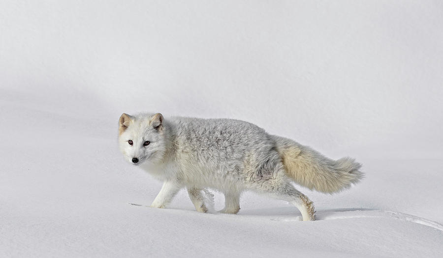 Arctic Fox In Winter Photograph by Wes and Dotty Weber