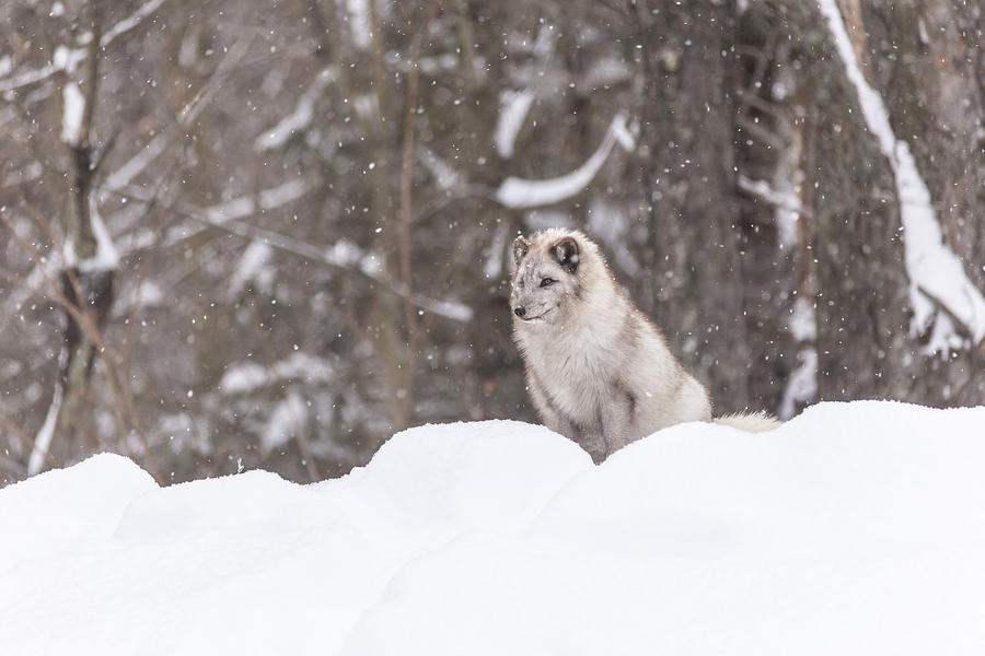 Arctic Fox in winter Photograph by Josef Pittner