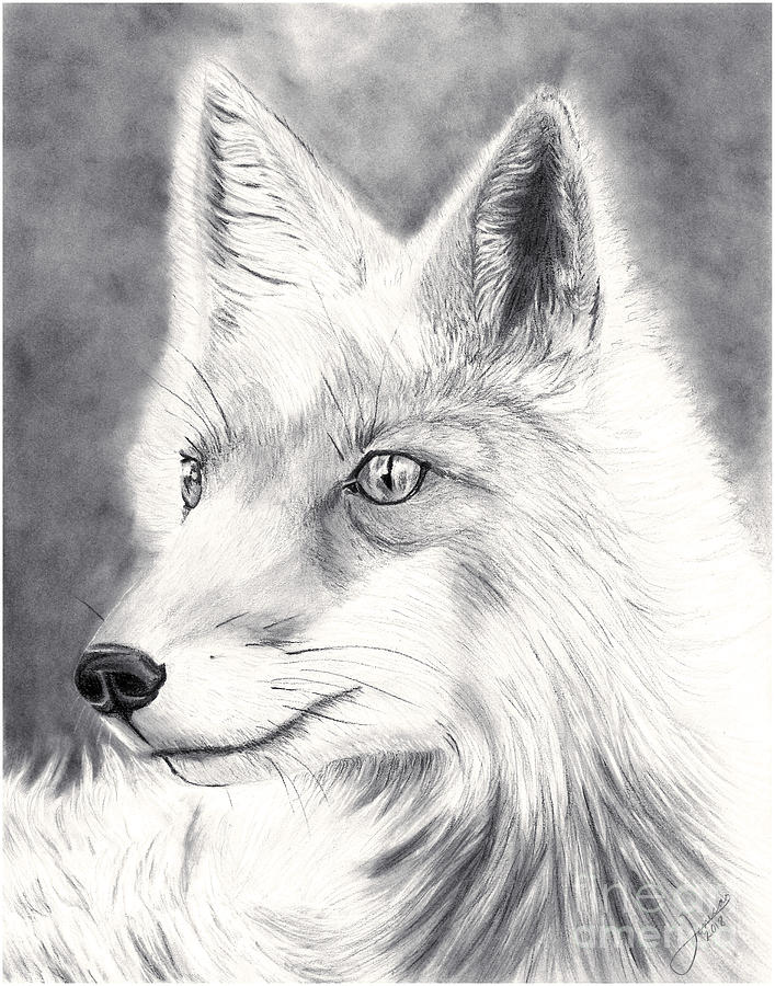 Discover More Than 141 Arctic Fox Sketch Super Hot Ineteachers