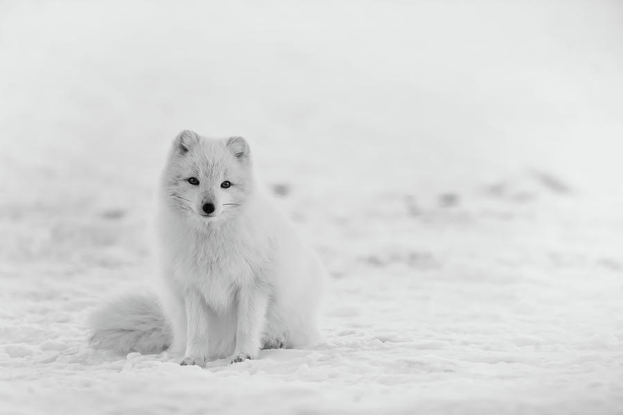 Arctic Fox #1 Photograph by Mountain Dreams