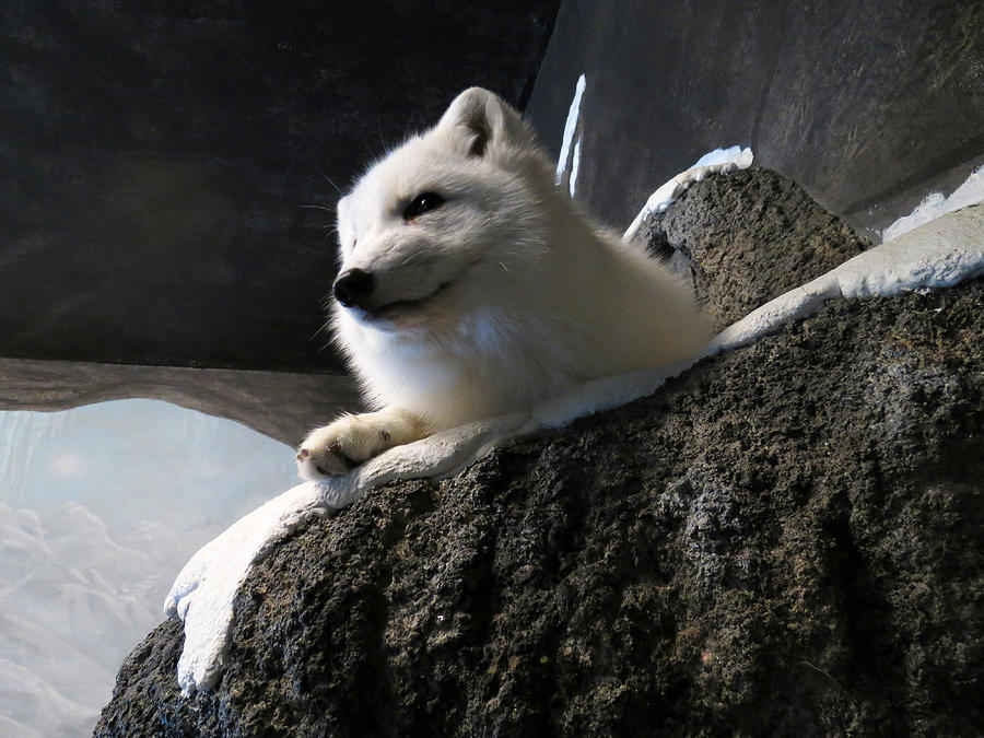 Arctic Fox Photograph by Laurel Powell