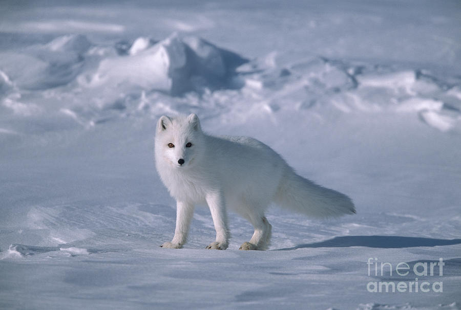 Arctic Fox on the North Slope Photograph by Yva Momatiuk John Eastcott