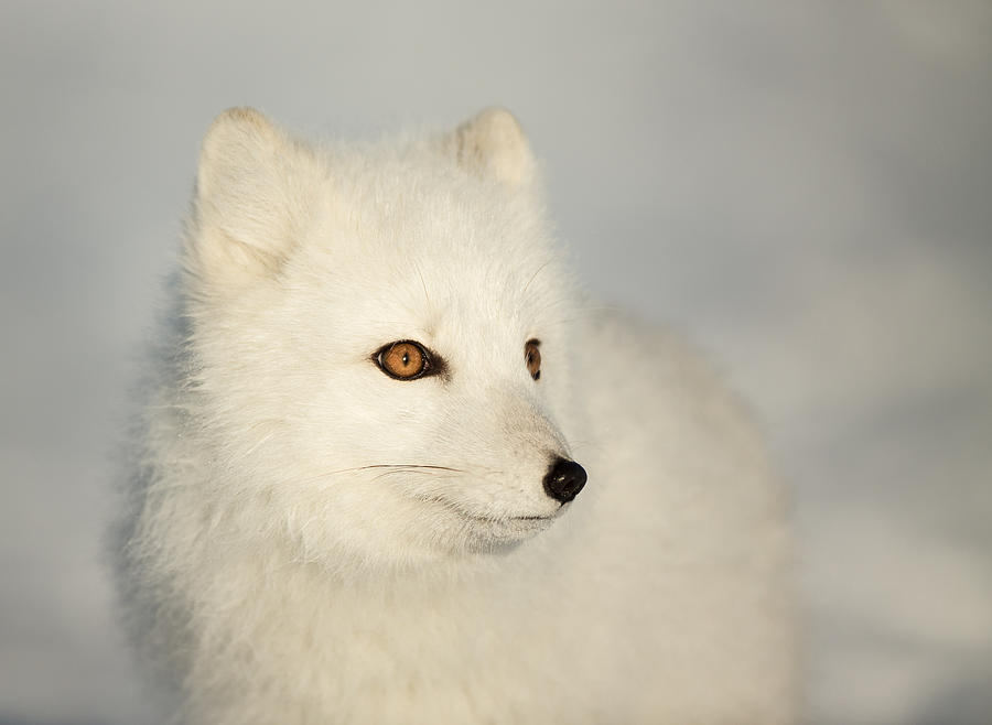 Arctic Fox Portrait Photograph by Nigel Spencer